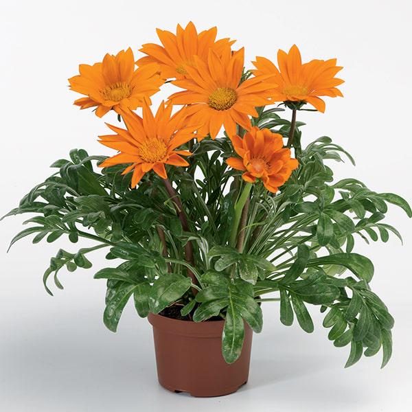 Семена Газания жестколистая Gazoo Clear Orange ТД Гекса-Украина 02-01-572 100 шт. (IR003219)