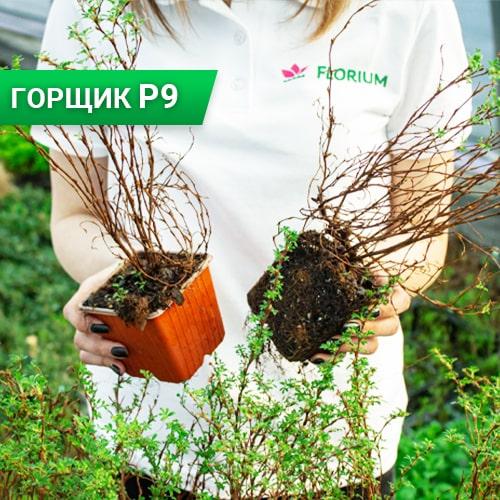 Лапчатка Florium McKay's White (11222) - фото 4