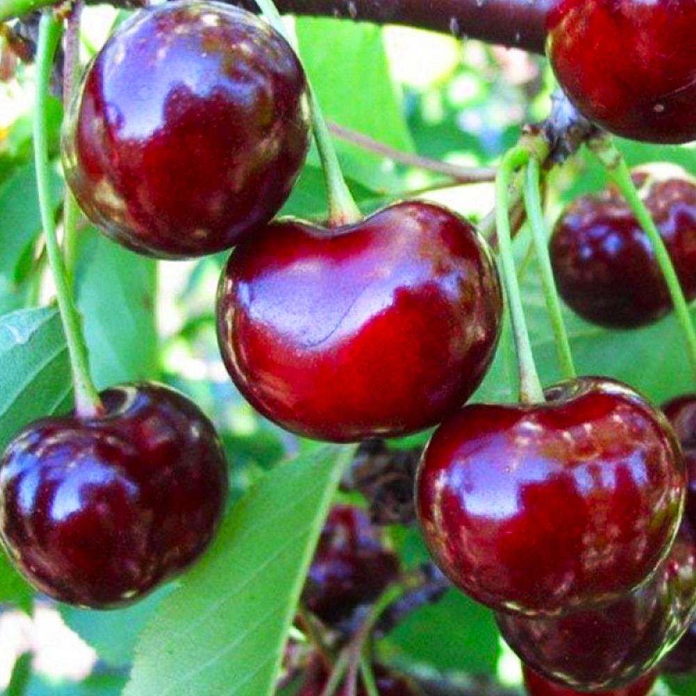 Саджанець вишні Відродження 1 річний (14965042)