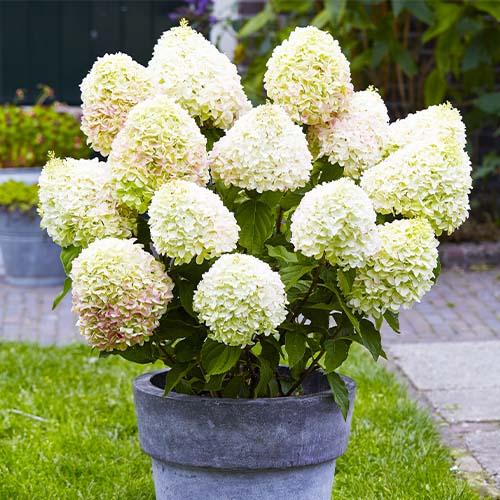 Гортензия Florium Summer Love (12145)