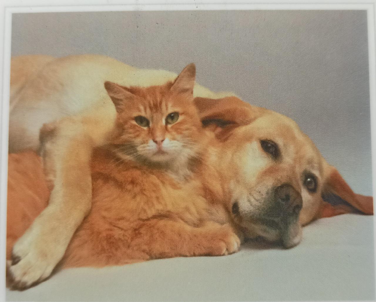 Алмазна вишивка Кіт і собака-найкращі друзі повна викладка 5D 30х40 см (1584508089)