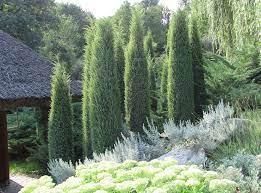 Саженцы можжевельника обычного Hibernica Juniperus communis в горшке 0,5 л - фото 2