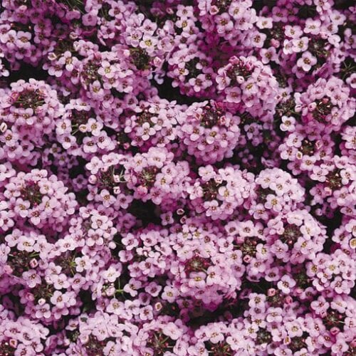 Семена цветов Алисум морской Wonderland Lavender Benary 2500 шт. (BN01481-2)