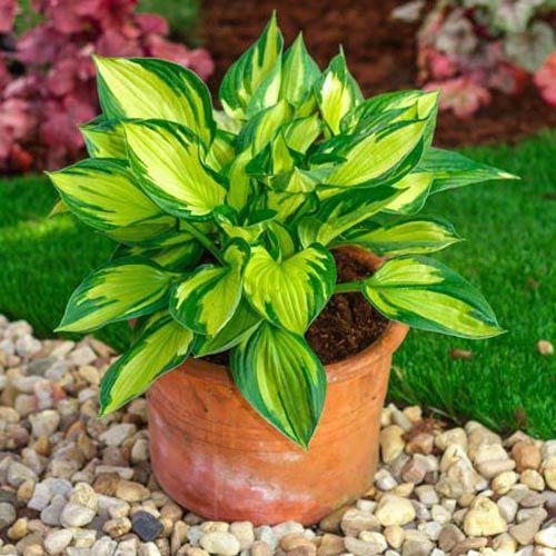 Хоста Florium Colored Hulk (6900) Хоста Florium Colored Hulk (6900)