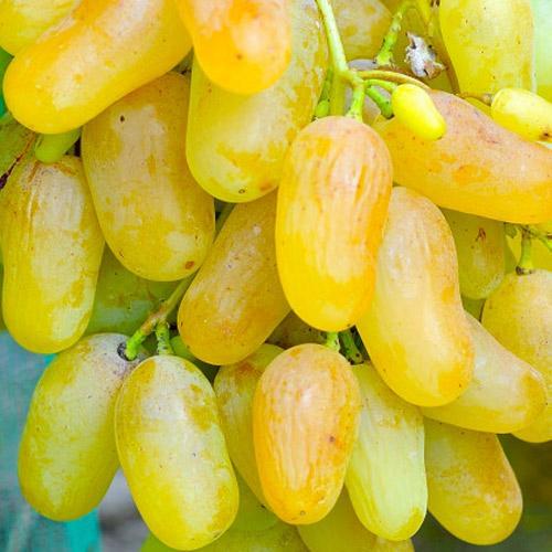 Сажанец Виноград Гордей ранний срок созревания мускатный (48838)