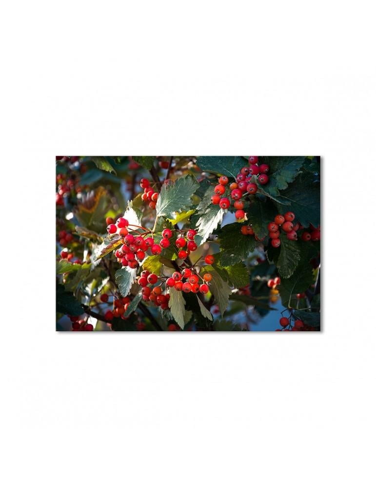 Картина модульная Рябина в солнечном свете 1 модуль 50x75 см