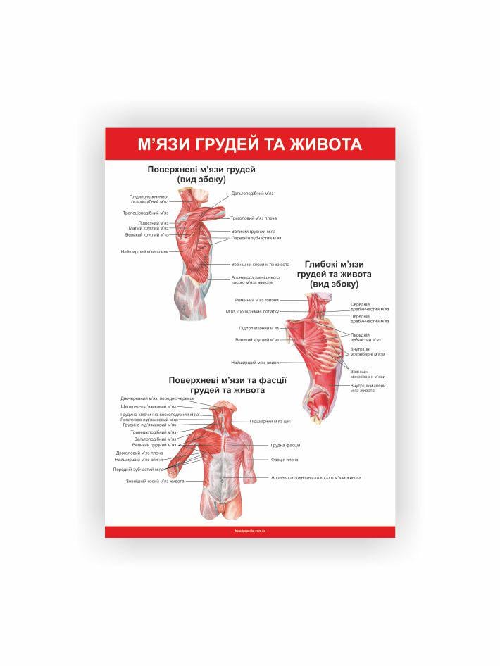 Плакат Vivay Мышцы груди и живота 60х40 см (25670163)