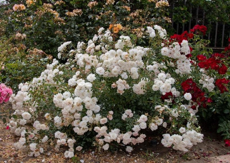 Троянда Velet Sea Foam Шраб в контейнері (2669431204) - фото 4 Троянда Velet Sea Foam Шраб в контейнері (2669431204) - фото 4