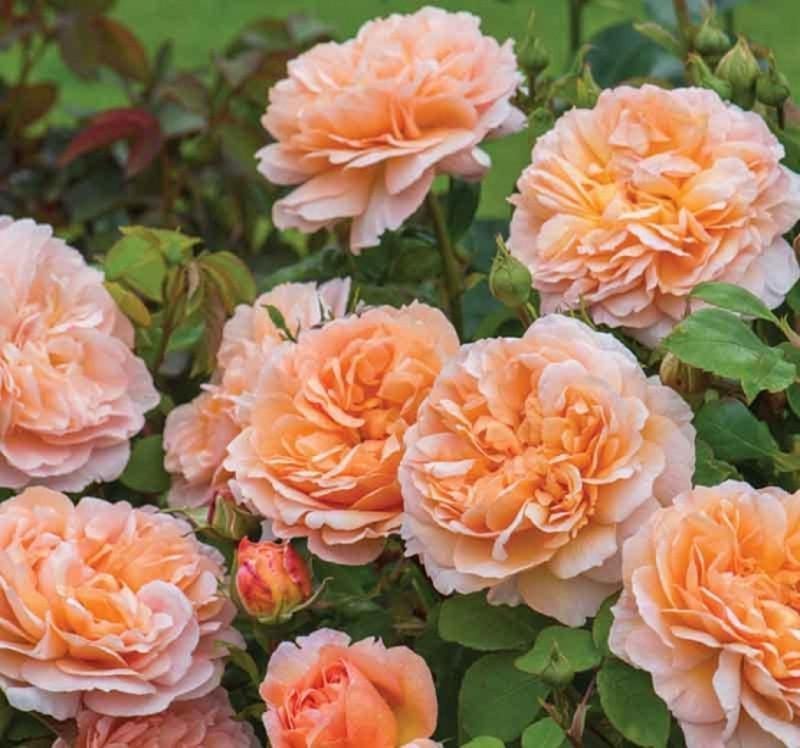 Троянда Velet англійська The Lady Gardener в контейнері (2558773058)