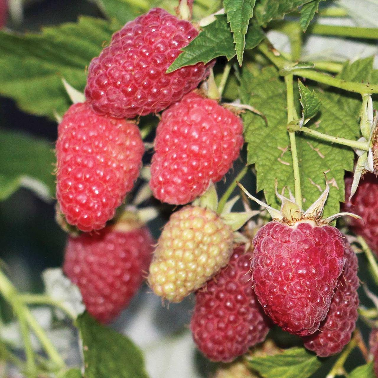 Саженец малины ремонтантной (1210693091)