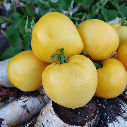Томат Белое сердце Рейнхарда Reinhard's White Heart 5 шт./5 пак. (38295052)
