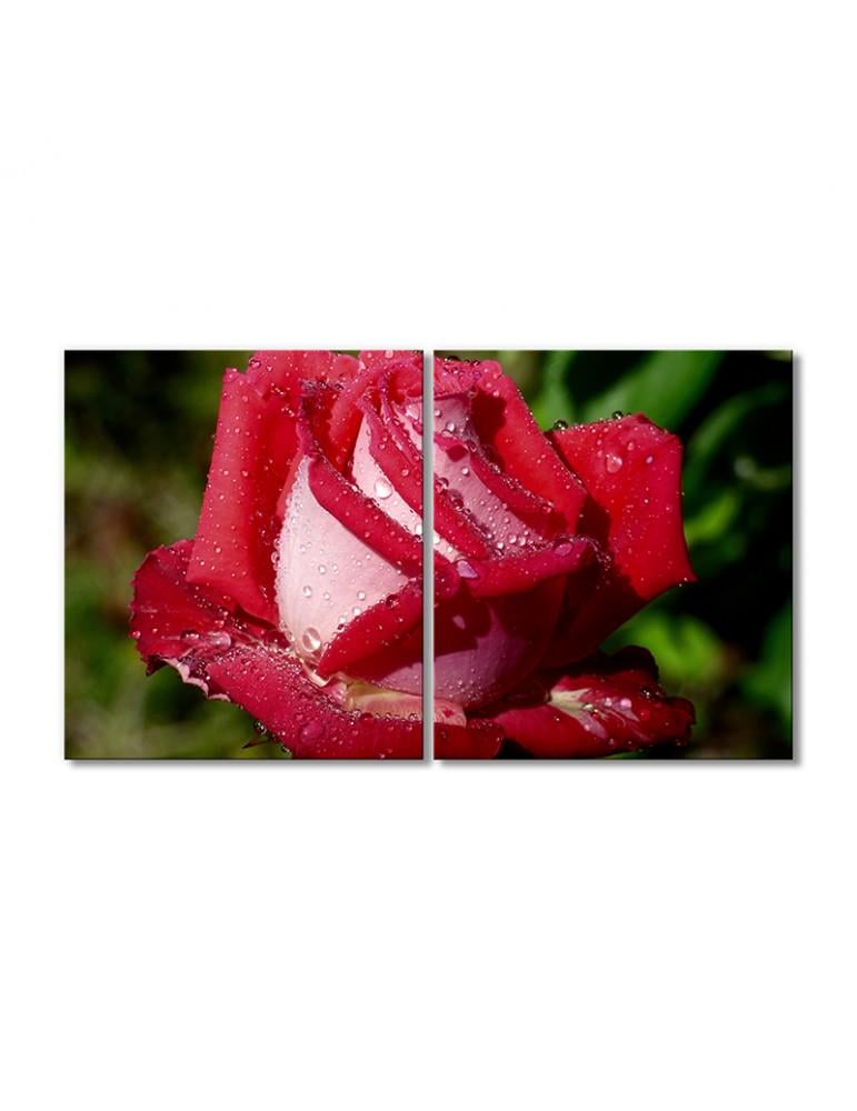 Картина модульная Роза в каплях воды 2 модуля 60x90 см