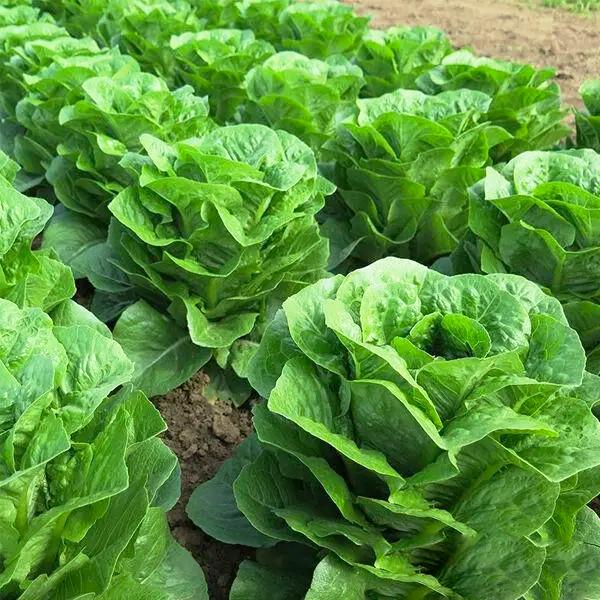 Семена салата Типикал F1 Syngenta 30 шт. (1747069531)