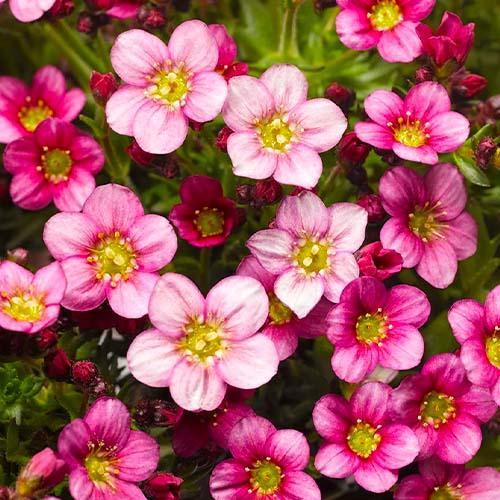 Камнеломка Florium Арендса Розовый (22554)