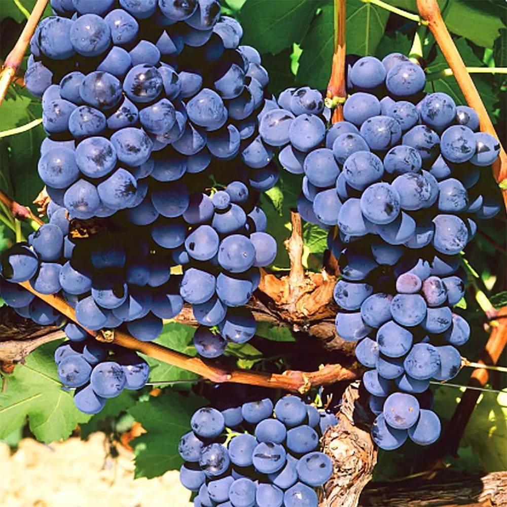 Саженец винограда Мускат Блау 2 летний (14966014)