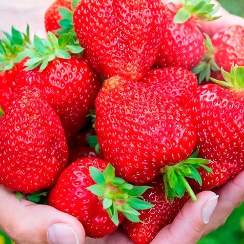 Клубника садовая ремонтантная Harmony укорененная (29294246) - фото 2 Клубника садовая ремонтантная Harmony укорененная (29294246) - фото 2