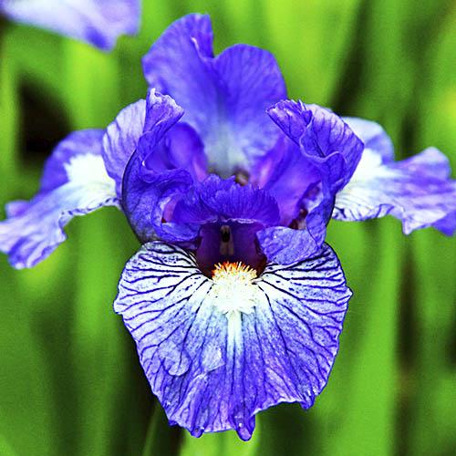 Ирис Fine Idea Florium