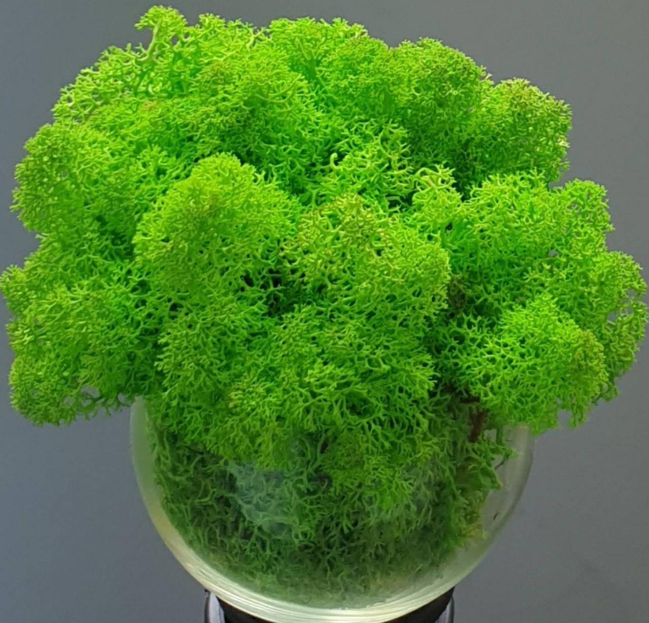 Стабилизированный мох ягель для декора Норвегия Grass Green Light №79 500 г (1684407400)