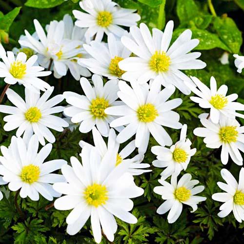 Анемона Florium White Splendour (3995) - фото 2 Анемона Florium White Splendour (3995) - фото 2