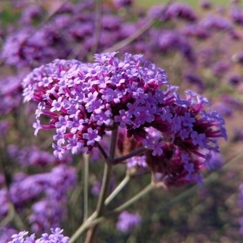 Семена цветов Вербена буэнос-айреска Purple Haze Hem Genetics 1000 шт. (BN10445)