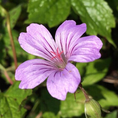 Герань Florium Nodosum (22376)