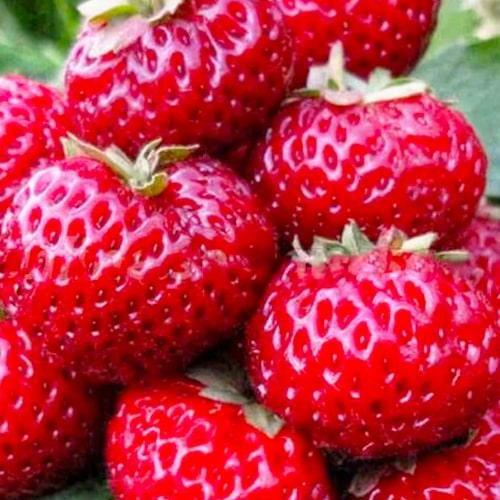 Сажанец Гибрид клубники и малины Мице Нова Mieze Nova (122977)