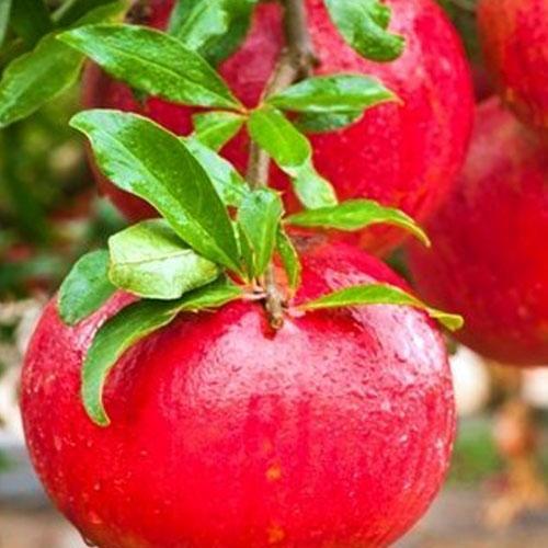 Сажанец Эксклюзив Гранат рубиново-красный Гринго Gringo премиальный сорт без кислинки рано плодоносит (48121)