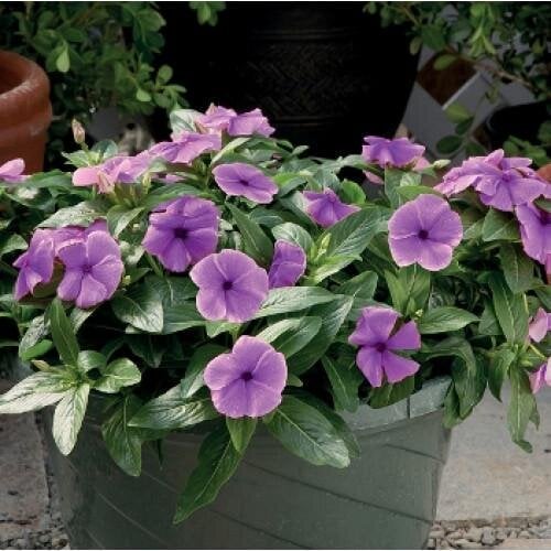 Семена цветов Катарантус розовый Solar Avalanche F1 blueberry Hem Genetics 10 шт. (BN10406-4)