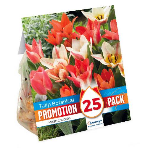 Промо-пак Тюльпан Florium KAPITEYN Botanical Mixed (15376)