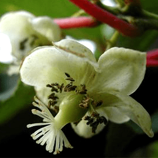 Саджанець актинідії Don Juan чоловічий запилювач Р9 (610612771) Саджанець актинідії Don Juan чоловічий запилювач Р9 (610612771)