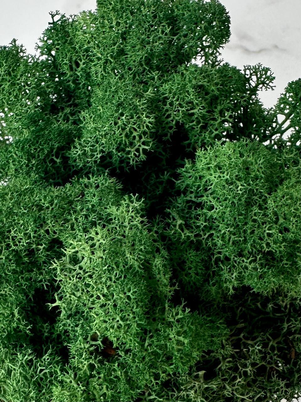 Стабилизированный мох Autumn (20698644) - фото 2