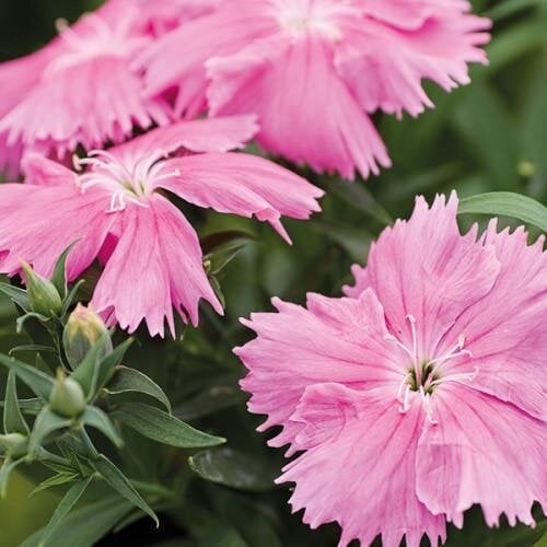Семена цветов Гвоздика китайская Hem Genetics Diana pink 250 шт. (BN09216-2)