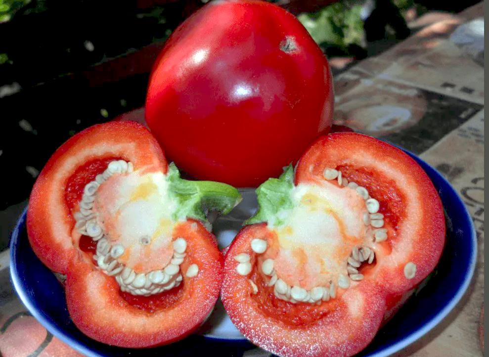 Перець солодкий Колобок 40 шт. (38291340)