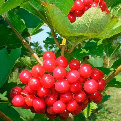 Саджанець Калина Крупноплідна ранній термін дозрівання (178685) Саджанець Калина Крупноплідна ранній термін дозрівання (178685)