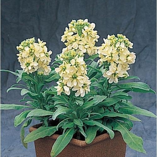Семена цветов Левкой низкий Cinderella Yellow Takii 1000 шт. (BN08903)
