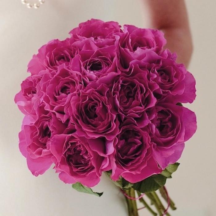 Роза английская Kate (2669431375) Роза английская Kate (2669431375)