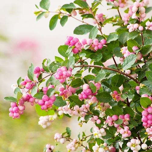 Снежноягодник Florium Magic Berry (3254)