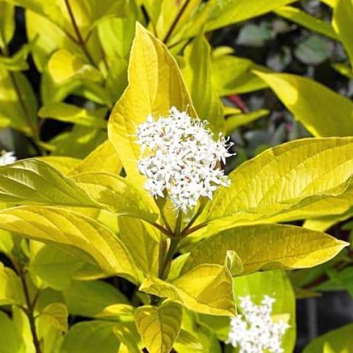 Кизил Florium Aurea (11200)