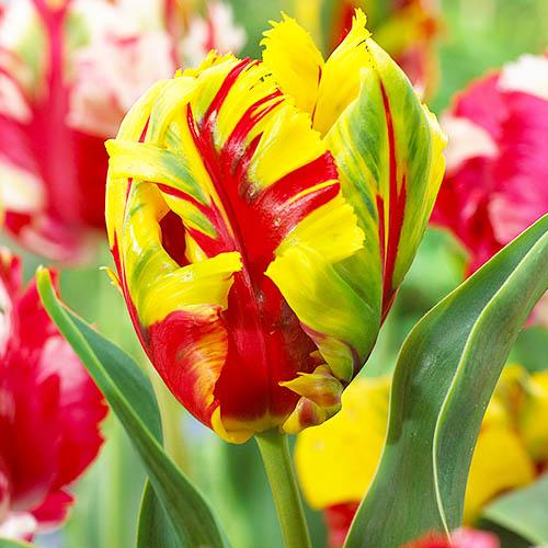 Тюльпан Florium Texas Flame (3442)