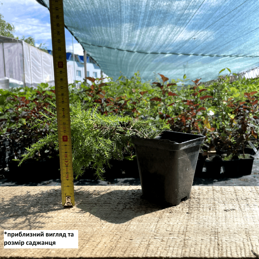 Саженец можжевельника среднего Juniperus pfitzeriana Goldstar Р9 (645169785) - фото 2 Саженец можжевельника среднего Juniperus pfitzeriana Goldstar Р9 (645169785) - фото 2