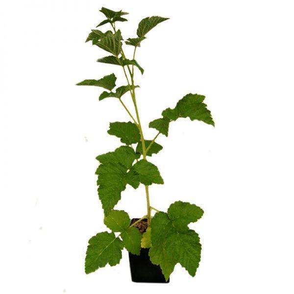 Саджанці малини 20 шт. (5952)