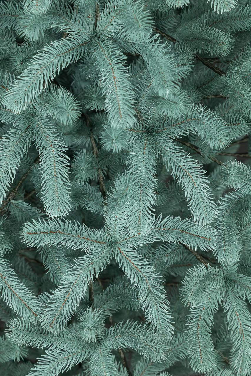 Ялинка лита Siga Group Президентська 2,5 м Блакитний (1497403056) - фото 5