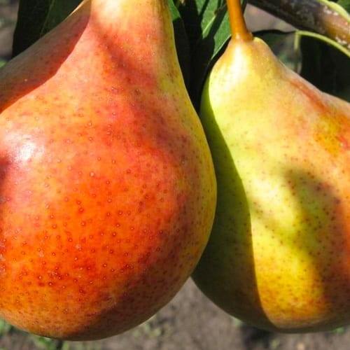 Сажанец Груша Бере Жиффар летний сорт ранний срок созревания (63968)