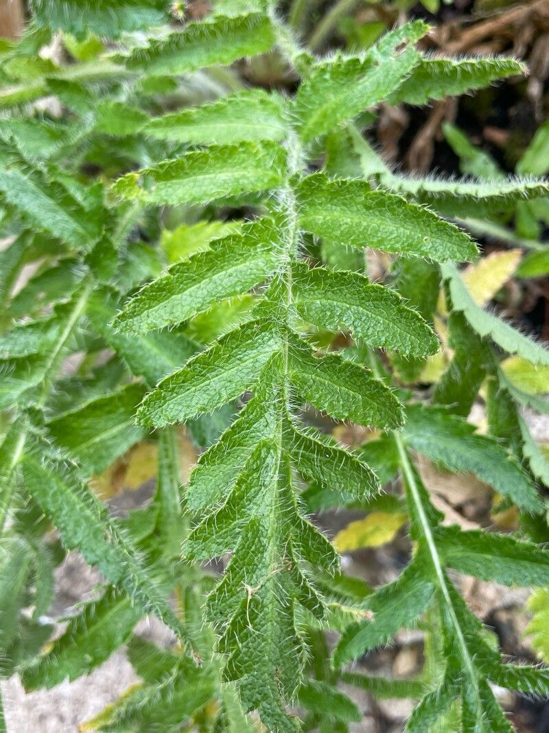 Семена Мак восточный Султан 0,1 г 400 шт. Papaver orientale (RS-01213) - фото 4 Семена Мак восточный Султан 0,1 г 400 шт. Papaver orientale (RS-01213) - фото 4
