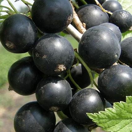 Саджанець чорної смородини Ледар пізня морозостійка (1218480398)