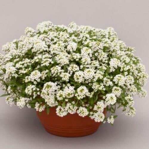 Семена цветов Алисум морской North Face White Floranova 100 шт. (BN07601-3)