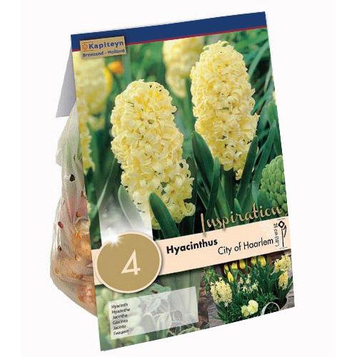 Гіацинт Florium KAPITEYN City of Haarlem (15319)