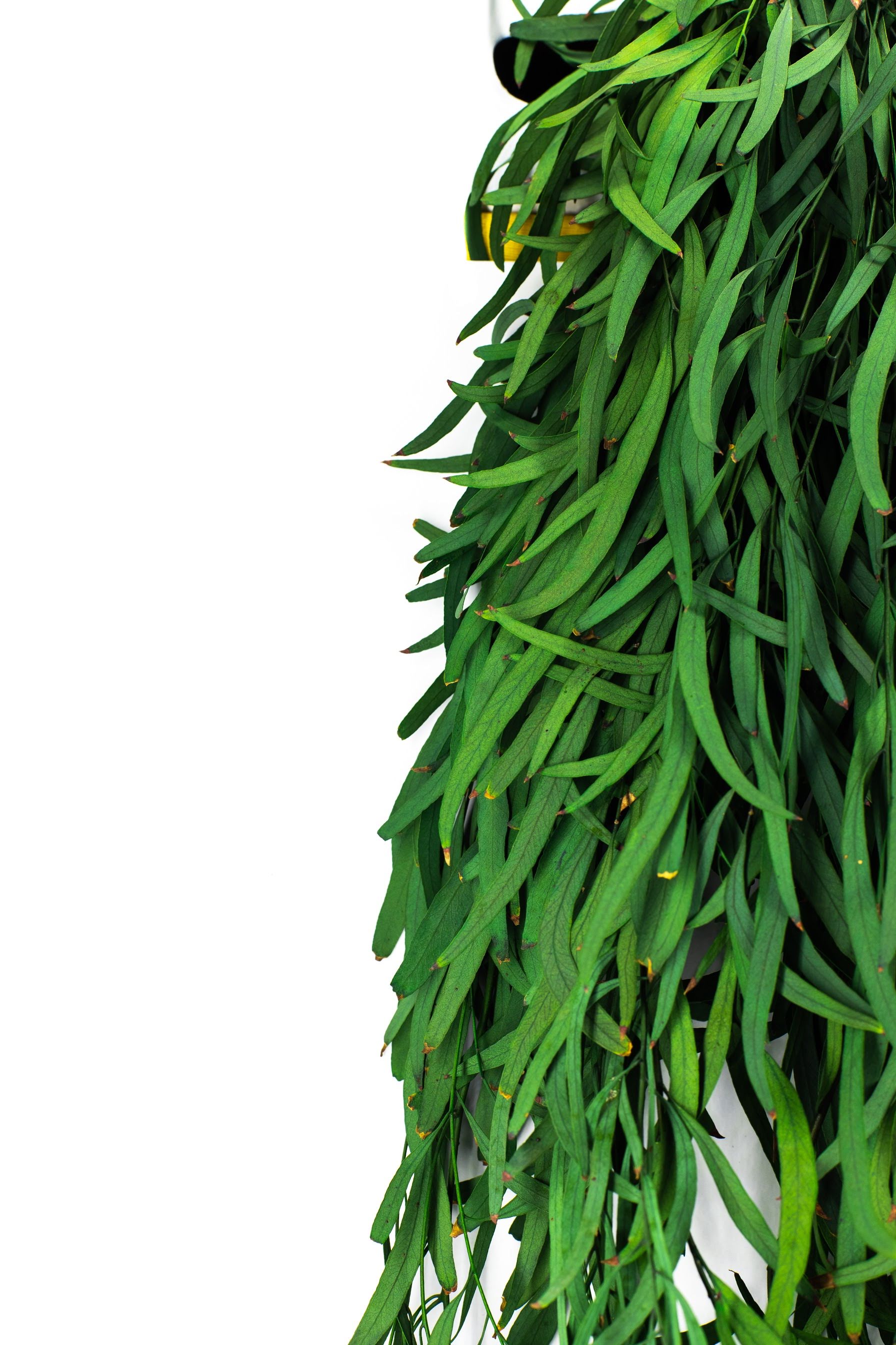 Эвкалипт Николи