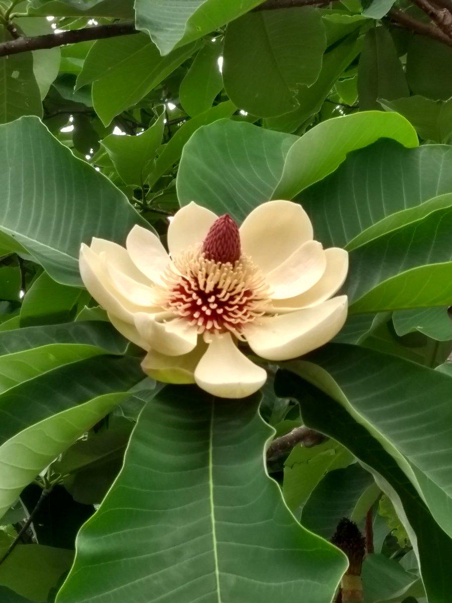 Саджанець Магнолія оберненояйцеподібна Magnolia obovata (38284771)