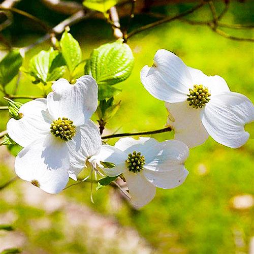 Кизил Florium Florida (16526)